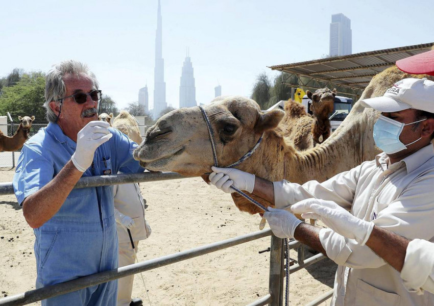 Дубайски учени имунизираха камили срещу коронавирус 