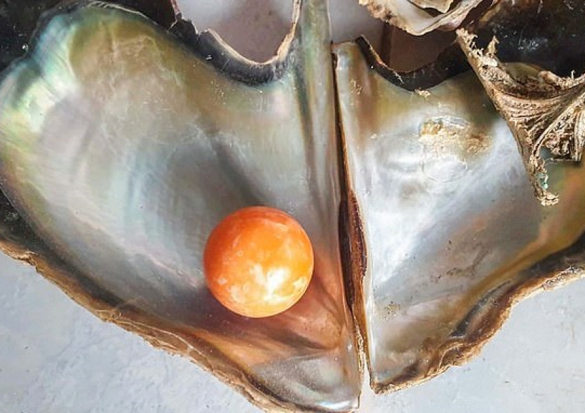 Като в приказка: Беден рибар откри оранжева перла на стойност £250 000 паунда!
