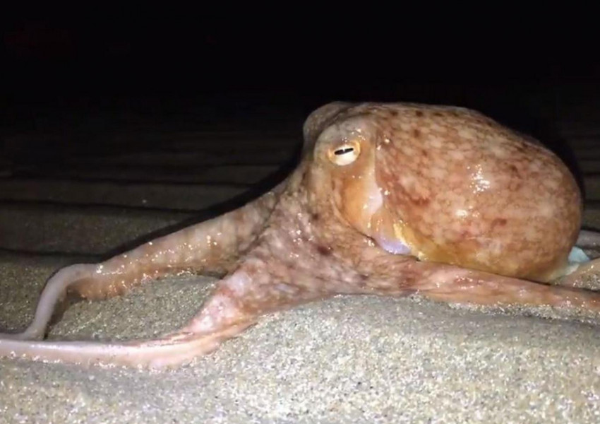 Странни октоподи изпълзяха в Уелс