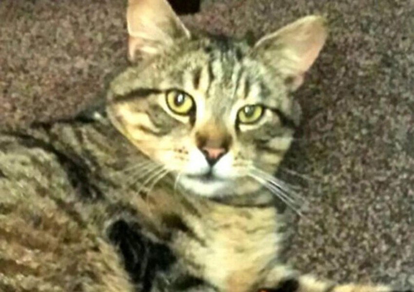 Котка се събра със семейството си 3 години след като изчезна