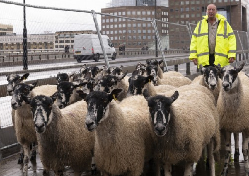Защо стадо овце мина по London bridge?