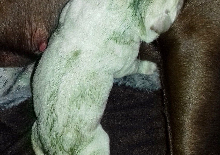 Лабрадор роди зелено куче (СНИМКИ)