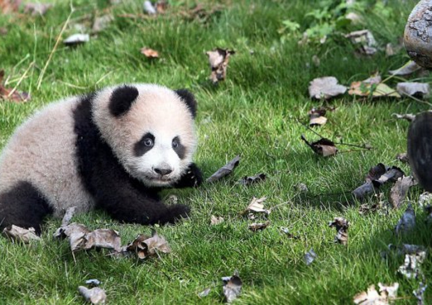 Вижте първите крачки на това бебе-панда! (ВИДЕО)