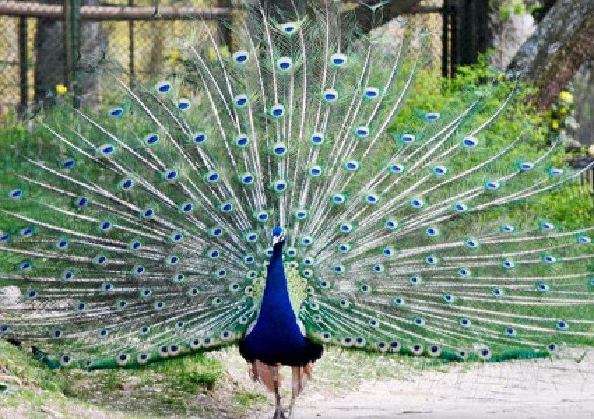 Лудо влюбен паун тормози английско графство