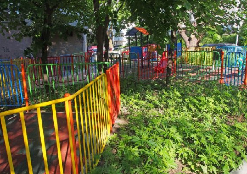 Марихуана избуя до детска площадка в центъра на Варна (СНИМКИ)