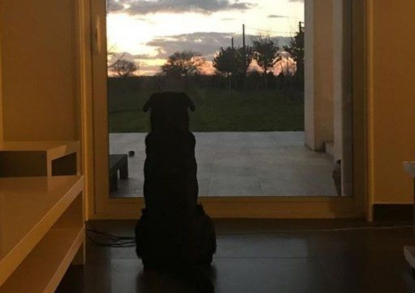 Трогателно: Кучето на Емилиано Сала все още го чака (СНИМКИ)