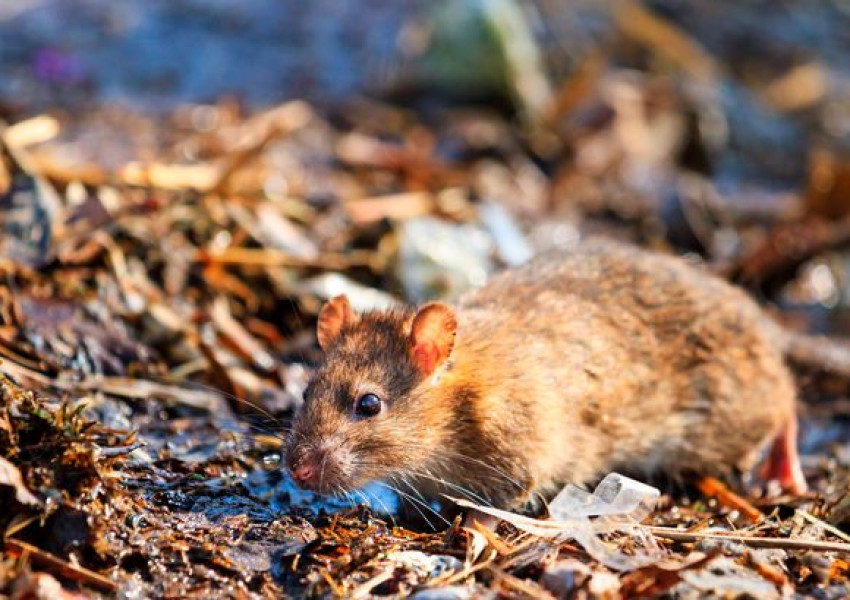 Лоша новина за горещата вълна! Причинява нашествие от плъхове!