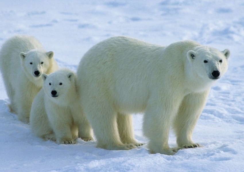 Ръстът в туризма води до избиване на белите мечки в Арктика