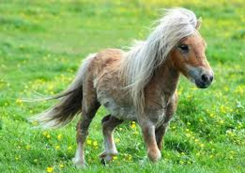 Бежанец изнасили пони в зоопарк