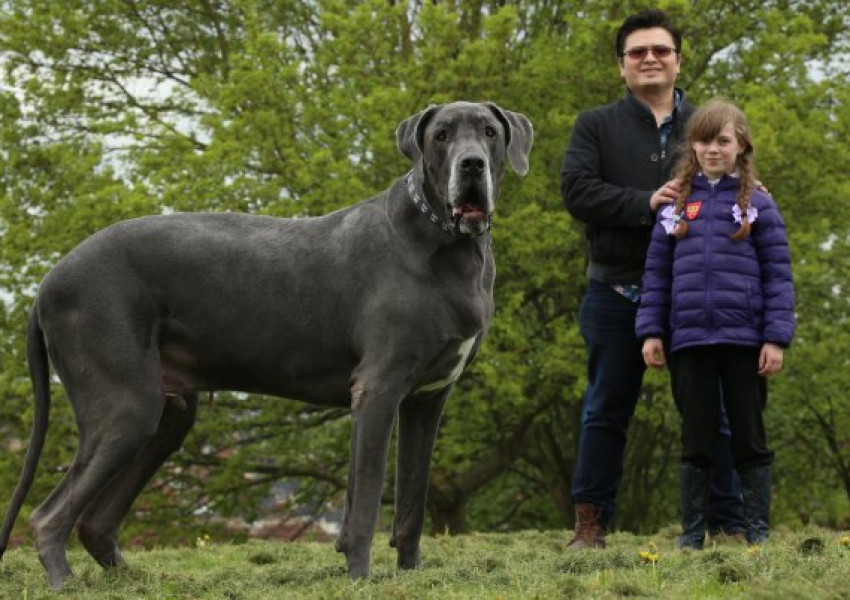 Запознайте се с Балтазар - най-големото куче на Острова! (СНИМКИ)