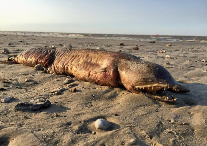 Ураганът "Харви" изхвърли странно морско създание  (СНИМКИ)