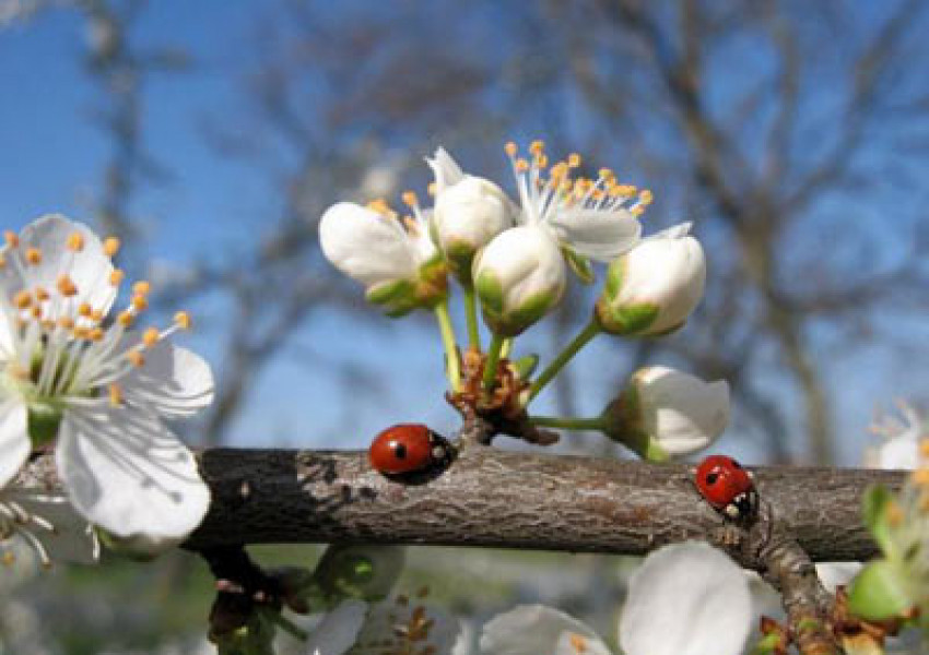 Страшен студ удря цяла Европа, след това рязко затопляне