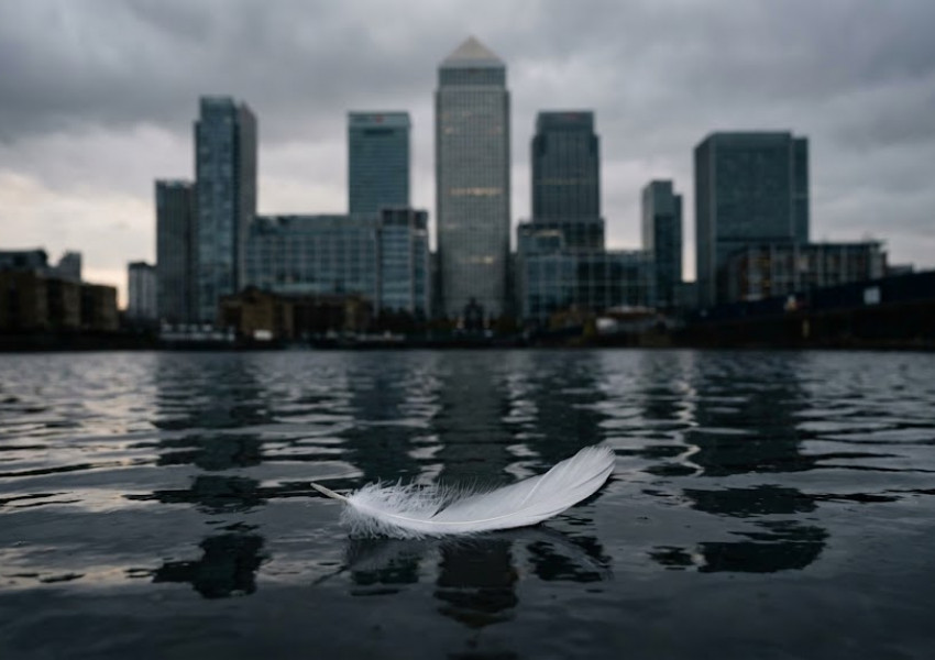 Десетки мъртви лебеди будят опасения за огнище на птичи грип в Лондон