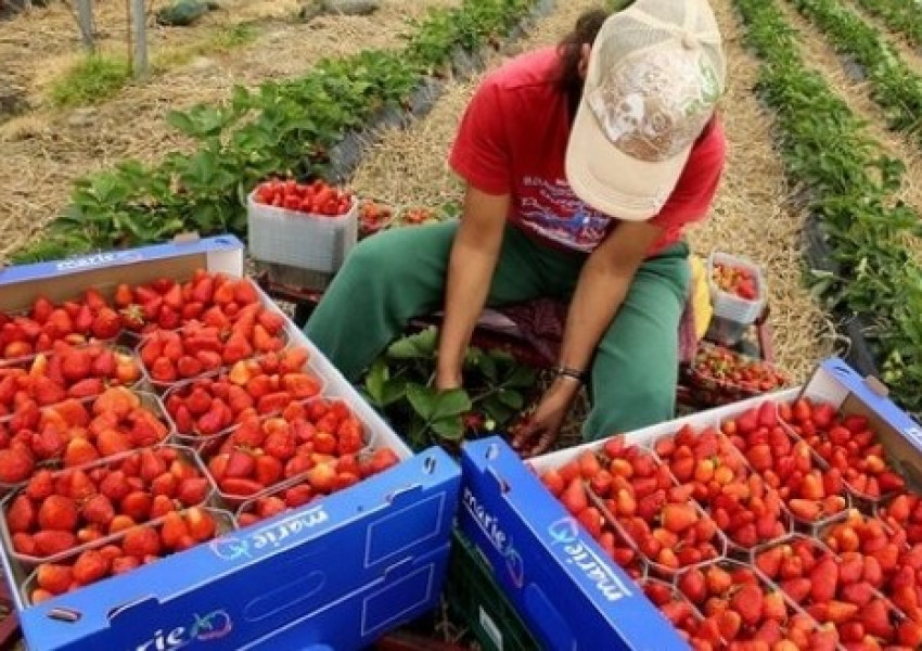 Фермерите на Острова: Бедстваме!