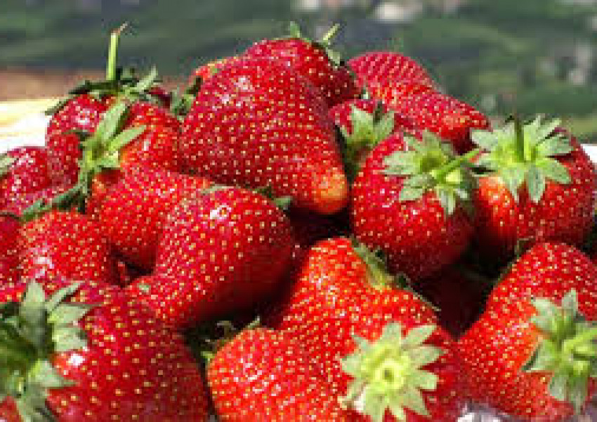 Фермери: Няма кой да бере ягоди!