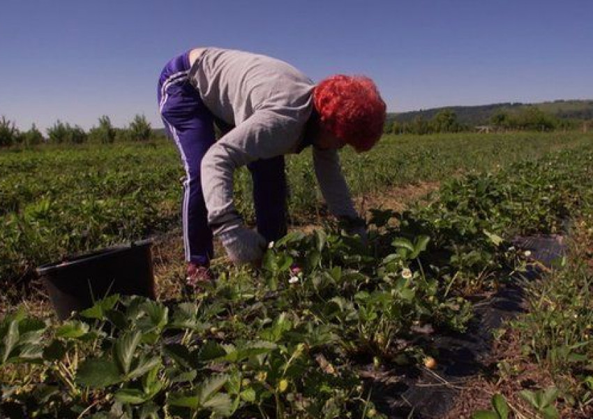 Би Би Си: Отчайваща липса на източноевропейци за фермерите!