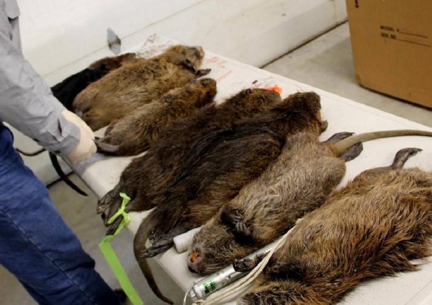 Гигантски плъхове с размер на котки откриха в Южен Лондон (СНИМКИ)