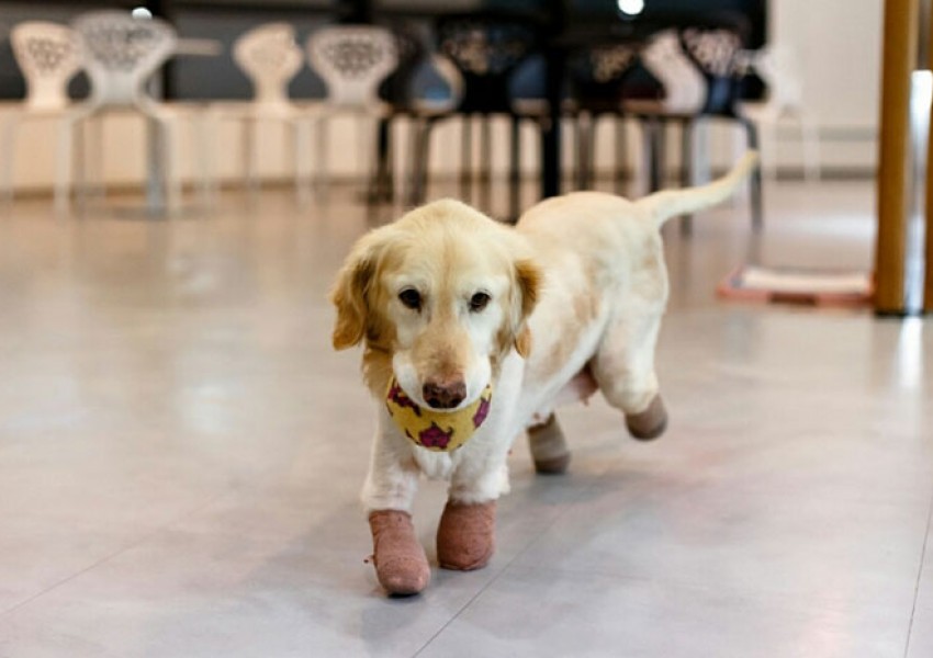 Кученце с ампутирани лапички, спасено от корейски пазар за месо, откри своя дом (СНИМКИ)