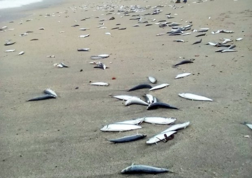 Хиляди мъртви риби на брега на Корнуел
