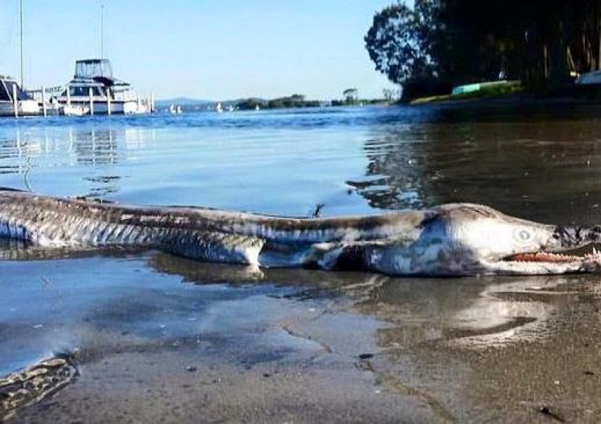 Труп на мистериозно морско създание изплува на брега на езеро в Австралия (СНИМКА)