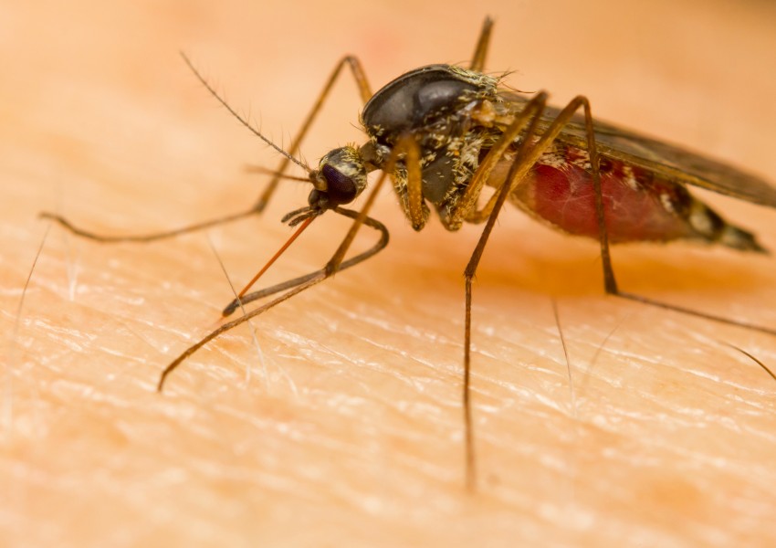 Генномодифициран комар бори маларията