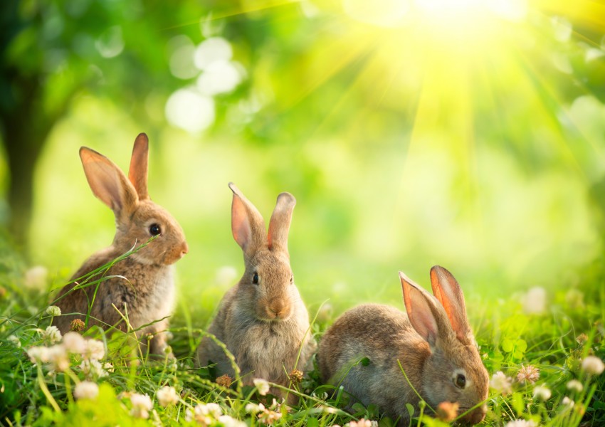 Над 10 хиляди зайчета убити за Великден 