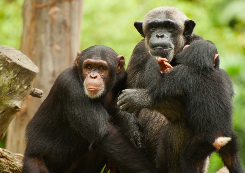 Британски учени: Шимпанзетата вярват в Бог