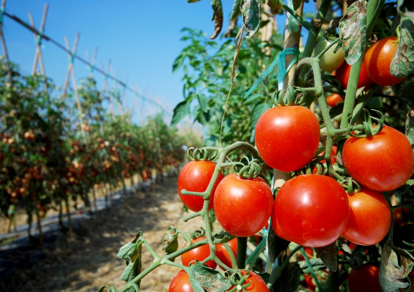 Българските домати – развалените гръцки