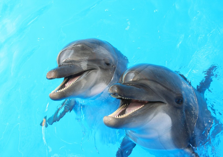 Русия купува делфини, ще ги прави военни