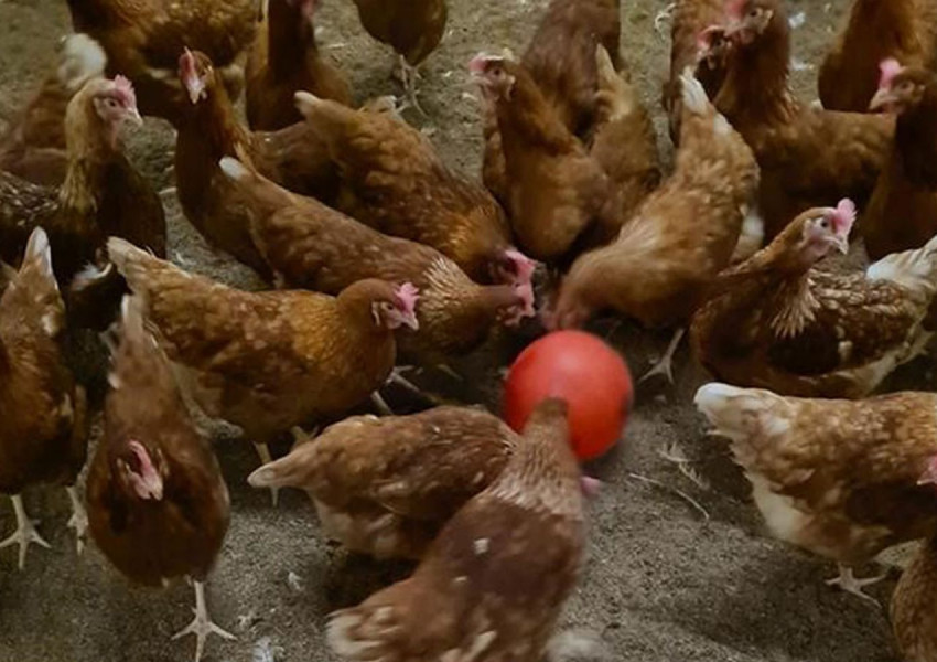 Великобритания: Двама работници в птицеферма са били заразени с птичи грип 