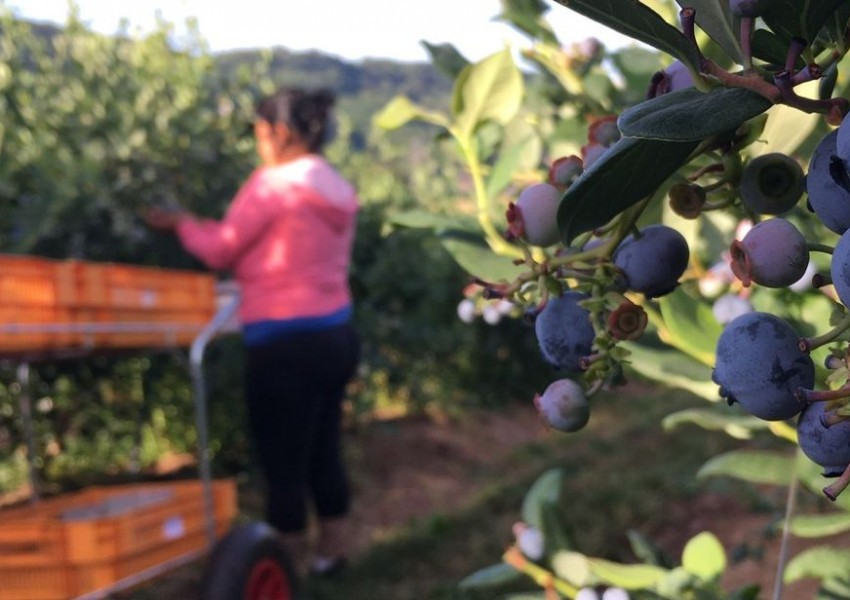 Отливът на българи заради „Брекзит“  заплашва реколтата на Острова