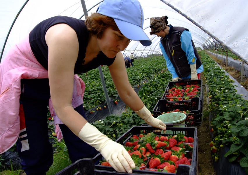 Няма мераклии да берат ягоди в Испания за 48 евро на ден