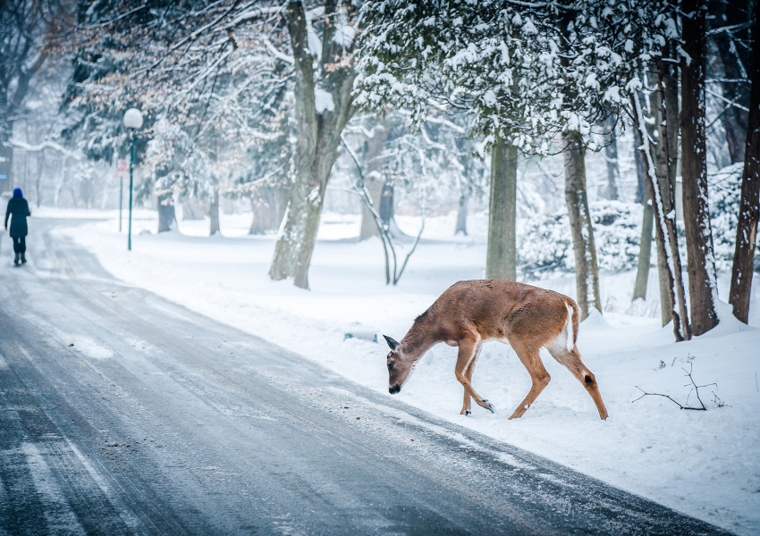 Сняг и студ сковаха България и половин Европа