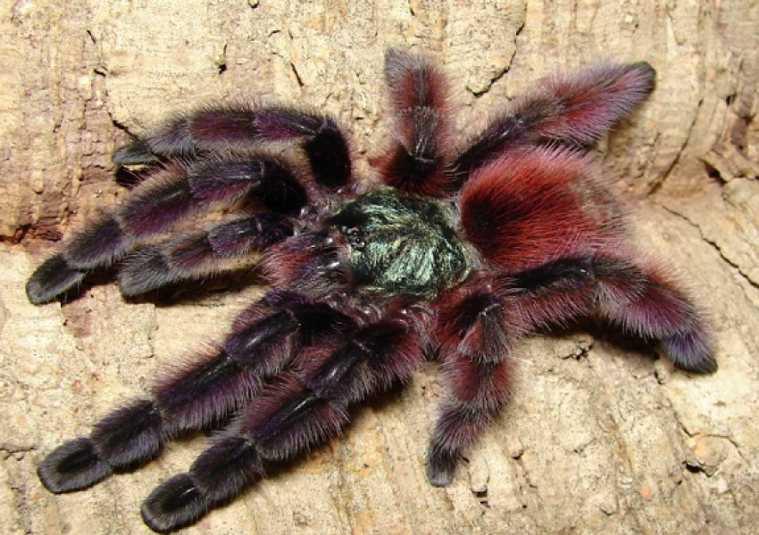 Опасност от нашествие на огромни тарантули във Великобритания
