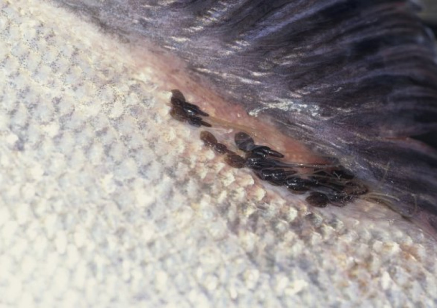 Откриха въшки в сьомгата на Tesco and Sainsbury’s (СНИМКИ)