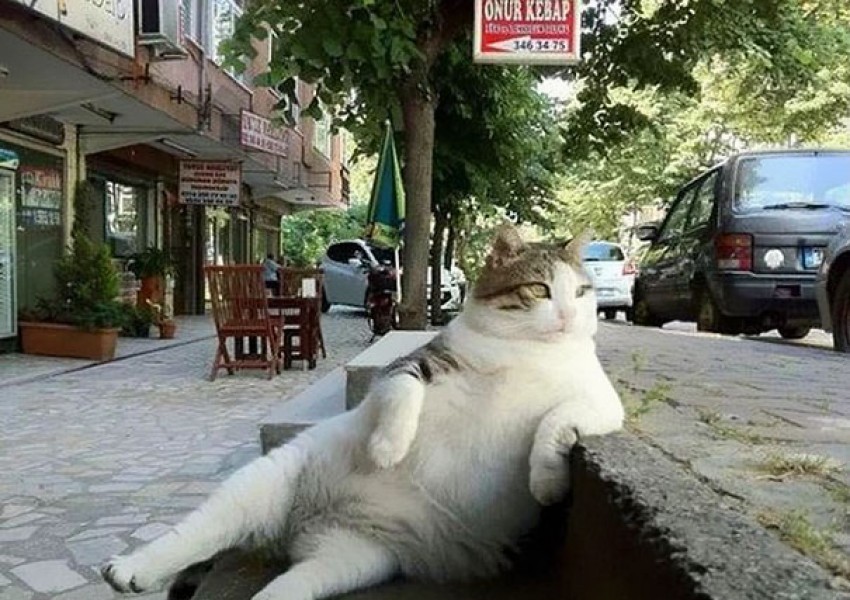 Истанбул издигна паметник на котка