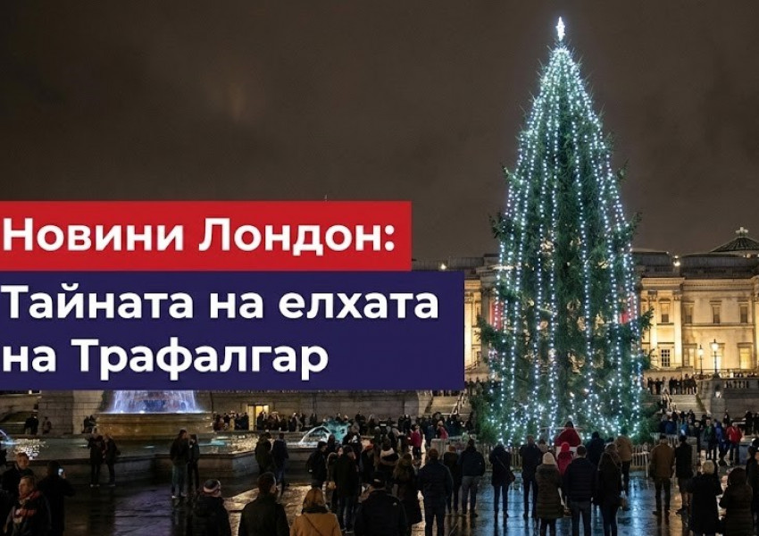 Защо всяка година Осло подарява елха на Лондон? Историята за приятелство, родена по време на война