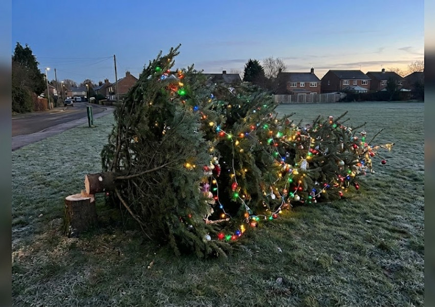 „Кой прави такова нещо?“: Вандали отрязаха коледната елха на цяло село часове след запалването на светлините „Кой прави такова нещо?“: Вандали отрязаха коледната елха на цяло село часове след запалването на светлините