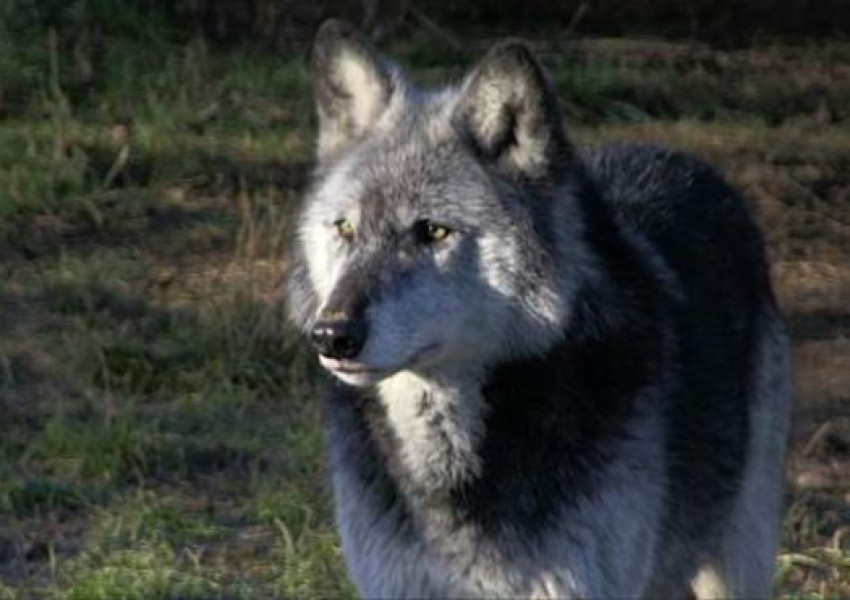 Опасно! Вълк избяга от зоопарка заради силен вятър!