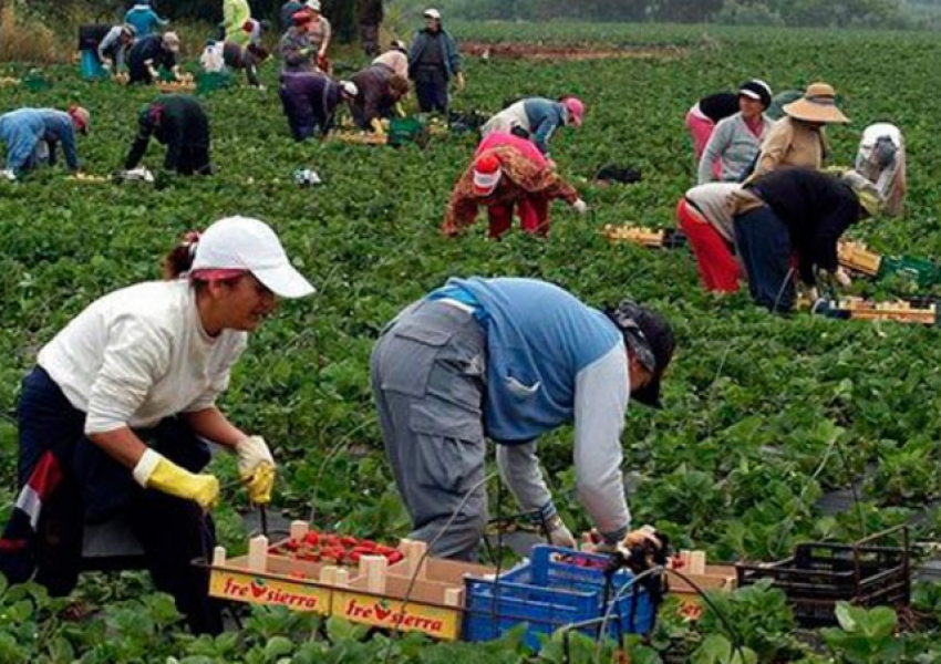 Търсят се 800 работници за бране на ягоди в Испания