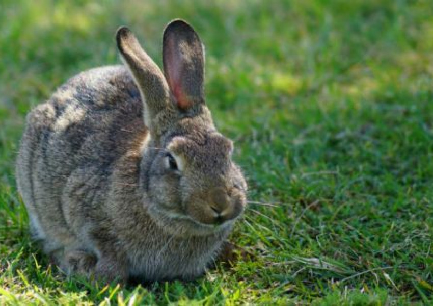 Полша: Множете се като зайци! (ВИДЕО)