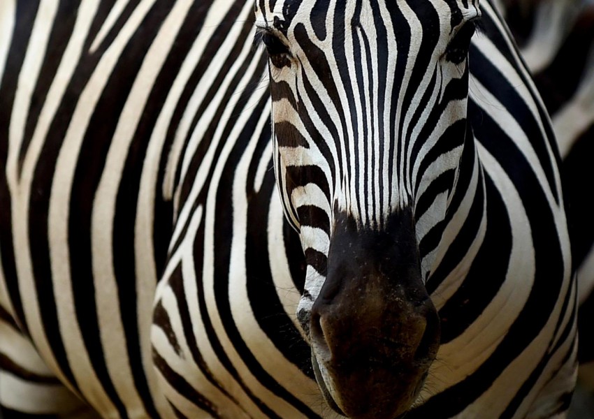 Зебра почина в норвежки зоопарк, хвърлиха я на тигрите пред очите на посетители